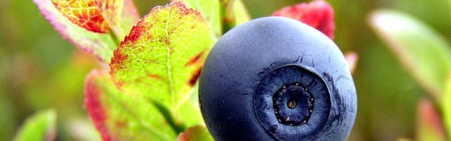 Mustikas – maitsev ja tõhus ravim mitmele haigusele