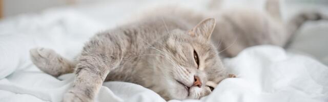Loomaarst vastab: miks kass voodisse häda teeb?