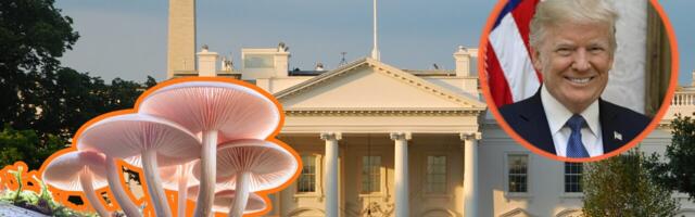 Trumpi uus määrus annab hoogu psühhedeelsete ravimeetodite arengule