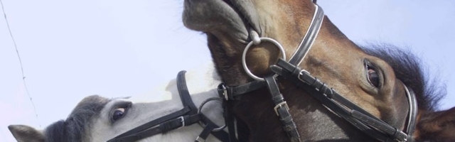 Hooletu omanik lasi oma hobustel Pelgurannas vabalt ringi joosta: viga sai üheksa-aastane poiss