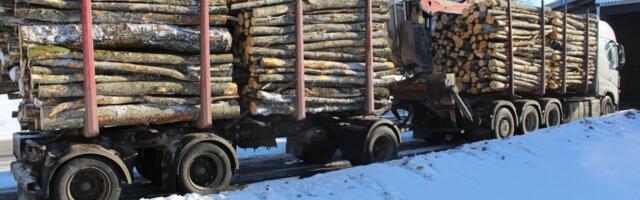 Puiduturu ülevaade: novembris olid mõne sortimendi hinnad metsaomanikele jätkuvalt head