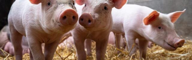 Seisame toidujulgeoleku ja sigade kaitseks! Tule ka sina!