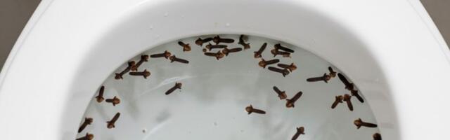 Nelk tualetipotis: hämmastav tulemus, kui jätad need ööseks sinna seisma