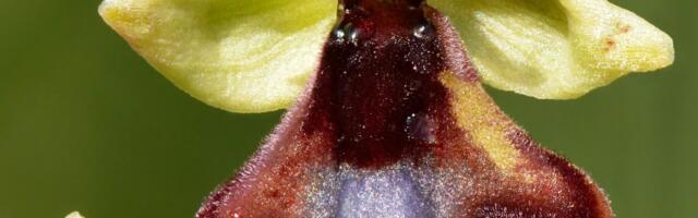 Sõda ja rahu ehk Taimed, kes karistavad, ja putukad, kes riskivad