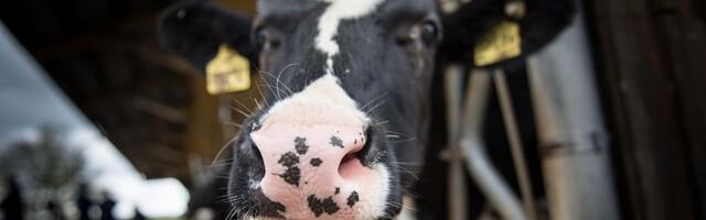 Eurooplased ei taha juua kliimapäästmise piima