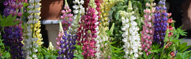 Ilus lupiin on Eestis võõrliik, mis paneb ohtu kõik meie niidutaimed ja seetõttu on nende levitamine keelatud