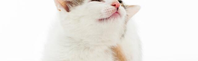 Teadlased selgitasid välja, et kassid elavad inimestega koos vaid 4000 aastat ehk palju vähem, kui arvati