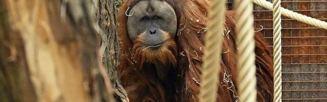 U samo četiri dana jakih kiša nestalo sedam odsto najređe vrste orangutana: studija