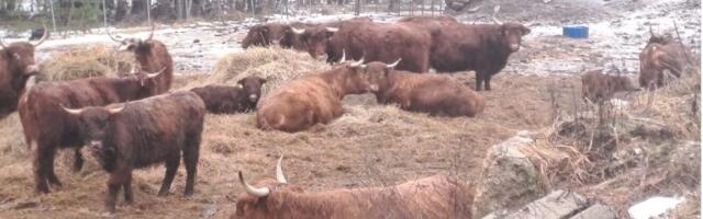 Keskkonnaamet võõrandab enampakkumise korras 10 veist