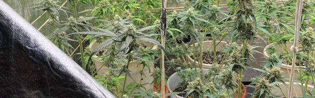 Politsei pidas kinni kanepit kasvatanud mehe