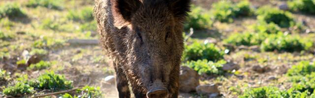 Põllumajandus- ja Toiduamet: alanud on sigade Aafrika katku leviku kõrghooaeg