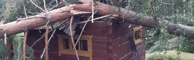 Päästjate töö öösel murdunud puude kõrvaldamiseks jätkus hommikul