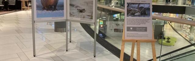 Wittensteini tegevusmuuseumis saab kuulda aasta loomast saarmast