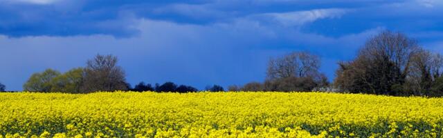 2024. aasta loodusõnnetusest põhjustatud kahju hüvitamise toetust taotleb 1416 rapsi, rüpsi ja suviodra kasvatajat