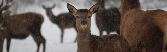 Jahimehed ja ametnikud: punahirved teevad Vilsandil pahandust, nende populatsioon tuleb kontrolli all hoida