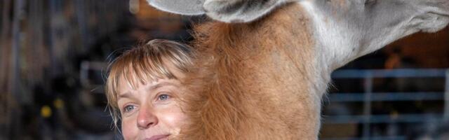 Mirjam Pikkmets: lambad on kõige ägedamad tegelased, keda talus pidada!