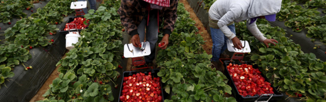 KÕNEKAS STATISTIKA: Mitmed maasikakasvatajaid on oma äri rajanud Ukraina illegaalsele tööjõule