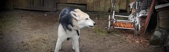 Igal aastal päästavad loomakaitsjad Eestis sadu ketikoeri, koerte ketis pidamine tuleks seadusega keelustada