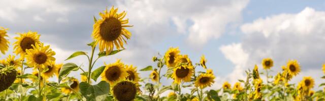 ILMATEADE | Juba homme on oodata soojemat suveilma