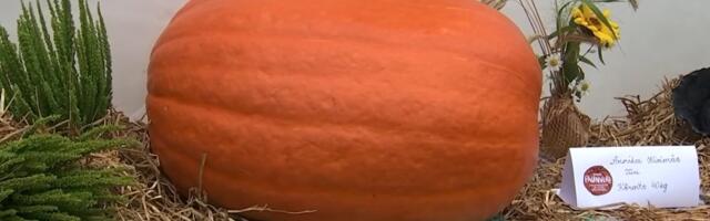 Aktuaalne Kaamera: Paunvere väljanäitusel sai imetleda 40-kilost kõrvitsat