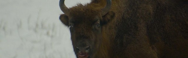 Reporter: Euroopa metsades elutseb üle 6200 piisoni