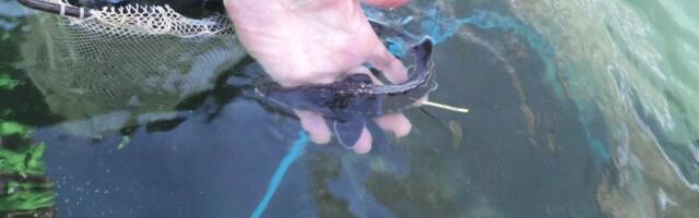 Reporter: Narva jõkke lasti 1637 noort Atlandi tuura