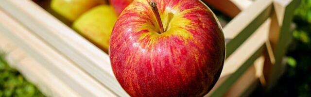 PTA: puidust pakkematerjalile on omad nõuded