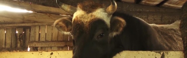 Reporter: Veiste pansionaadis saab peavarju ligi sada looma!