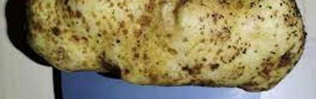 Leedu mees avastas, kuidas saada hiiglaslikku kartulisaaki: tema nipp on üllatav