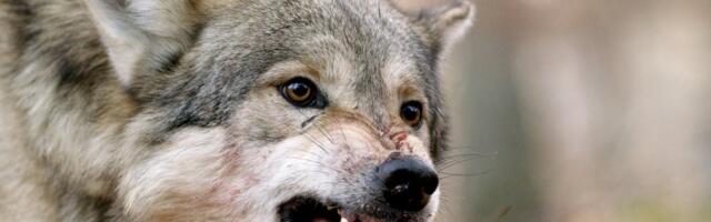 FOTOD | Pärnumaal kaevas hunt end lambalauta sisse. Kokku murti 19 lammast