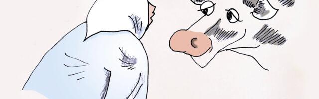 PIIBUJUTT | Kuidas ma lehmaga tõtt vahtisin