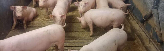 Valitsus plaanib seakatku tõrjeks ja  sektori toimetulekuks eraldada täiendavaid vahendeid