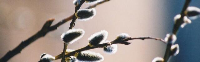 ILMAPROGNOOS | Ilm läheb veel soojemaks, kuid silmapiiril on vihmapilved