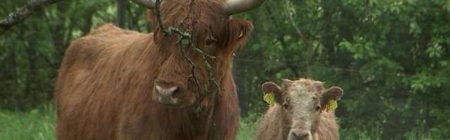 Reporter: Pirita linnaosa palkas lehmad muru niitma