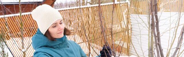 Lumega või lumeta: millal on õige aeg lõigata viljapuid, marjapõõsaid ja aeda kaunistavaid ilupuid?