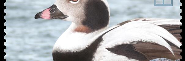 Täna ilmub aasta linnu postmark