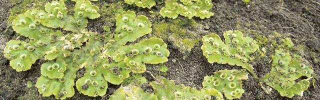 Aasta sammal on harilik helvik