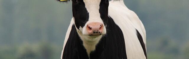 Dilemma: „Kui hakkame piimalehmi taas väljas karjatama, ei maksa enam kõrgest toodangust unistada.“