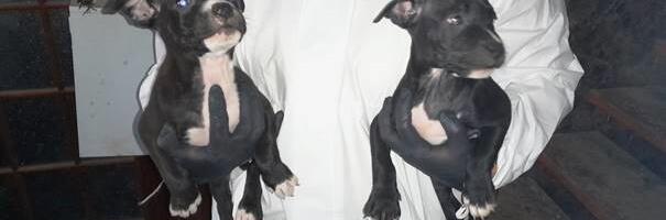 Põllumajandus- ja Toiduamet võttis omanikult Pärnus ära kolm koera