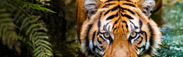 Tiigri aastal sündinud inimesed: iseloom, tugevused ja erinevused sodiaagimärkide lõikes