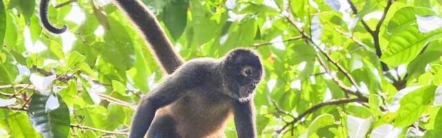 Ämmalahvide nutivõrgustik levitab vihjeid, kust leida maitsvat puuvilja