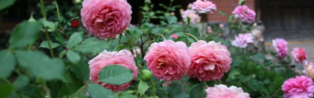 Ericsson Eesti juht: peagi saab lõhna digitaalselt edastada