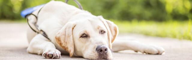 Pruut, kes keelas oma õel tugikoeraga pulma tulla, sai raevuka halvakspanu osaliseks