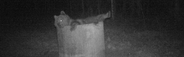 Metsaott leidis puhkamiseks ebatavalise koha