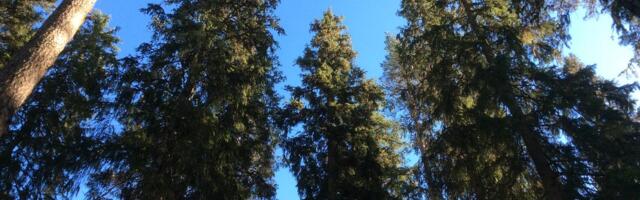 Rootsi maaeluminister: Euroopa metsanduses ei saa „üks suurus sobib kõigile“ lähenemisviisi rakendada