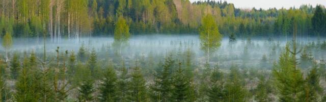 Looduskaitseliste piirangute tõttu saamata jääva tulu eest võib taotleda hüvitist aprilli lõpuni