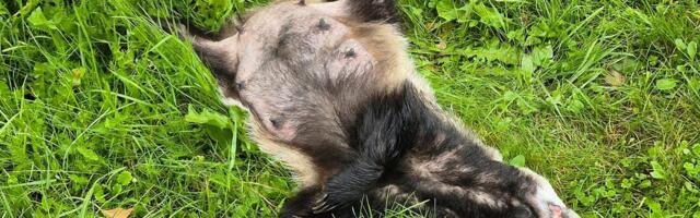 FOTOD | Kes on pildistanud magavat mäkra? Aegnal tegutseb fotogeeniline mägrapreili