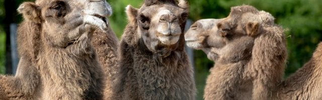 OLUKORD LOOMAAIAS: kaks haigestunud töötajat, loomadel aktiivne sigimisaeg