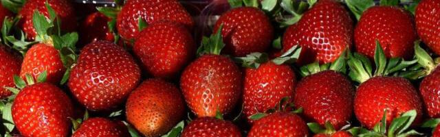 Eesti maasikate puhul on nüüdsest võimalik kinnitada päritolu