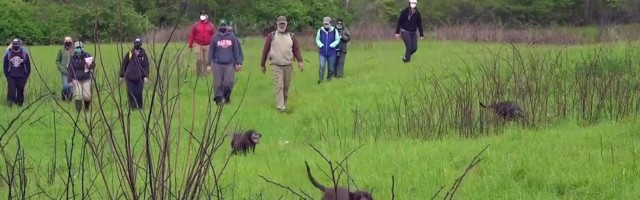 Reporter: Narkokoerad tööpõllul? Hoopiski mitte! Need ninad otsivad...